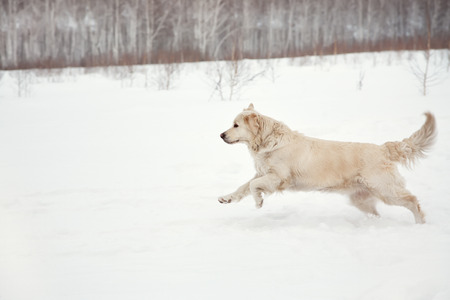 Labrador retriever dog playing in snow in the winter outdoors