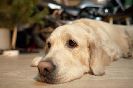 Labrador retriever dog lying on the floor at homeの写真素材