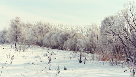 scenic winter landscape. view trees with snowの写真素材