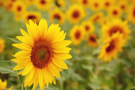sunflowers growing in a field. flower closeupの写真素材
