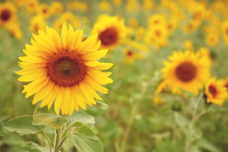 sunflowers growing in a field. flower closeupの写真素材