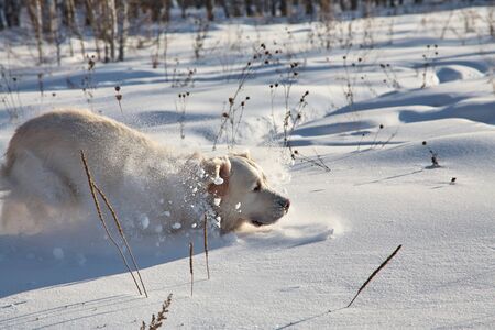 Labrador retriever dog playing in snow in the winter outdoors