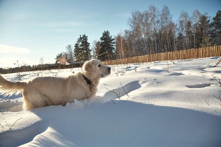 Labrador retriever dog playing in snow in the winter outdoorsの写真素材