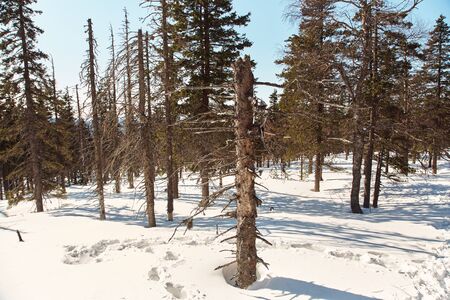 scenic winter landscape. forest with fir treesの写真素材