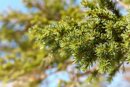 A branch of spruce with small green needlesの写真素材