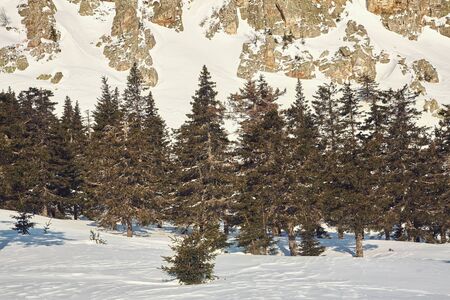 scenic winter landscape in the forest with mountains and fir trees.の写真素材