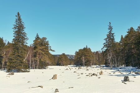 scenic winter landscape. forest with fir trees.の写真素材