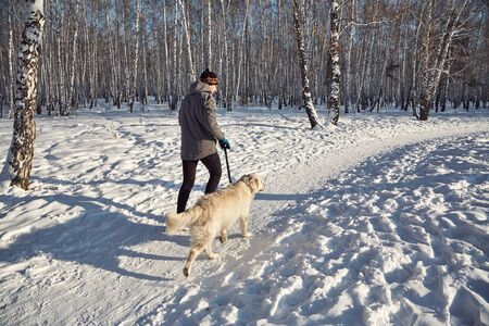 Labrador retriever dog for a walk with its owner man in the winter outdoors doing jogging sport.の写真素材