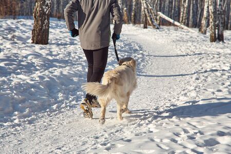 Labrador retriever dog for a walk with its owner man in the winter outdoors doing jogging sport.の写真素材