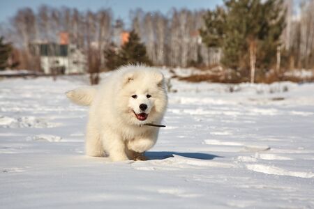 puppy dog in snow in the winter outdoorsの写真素材