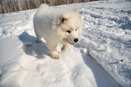 puppy dog in snow in the winter outdoorsの写真素材