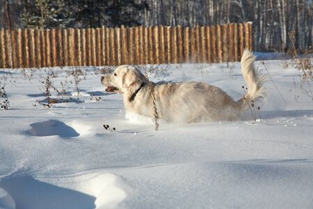 Labrador retriever dog playing in snow in the winter outdoors