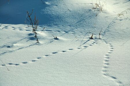 traces in the snow in the winter forestの写真素材