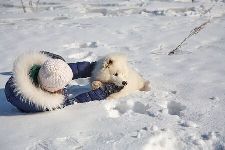 Dog breed Samoyed husky with girl outdoors. puppy dog for a walk with his owner.の写真素材