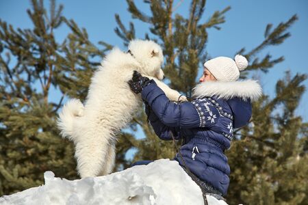 Dog breed Samoyed husky with girl outdoors. puppy dog for a walk with his owner.の写真素材