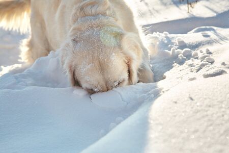 Labrador retriever dog playing in snow in the winter outdoors.の写真素材