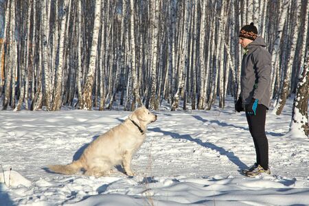 Labrador retriever dog for a walk and training with its owner man in the winter outdoors.の写真素材