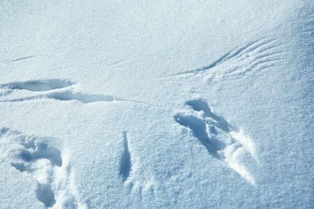 traces of bird in the snow in the winter forest.の写真素材