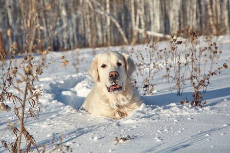 Labrador retriever dog playing in snow in the winter outdoorsの写真素材
