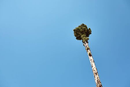 tall tree with a long trunk and verdure on the topの写真素材