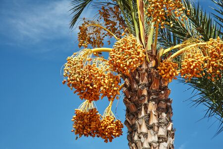 Date palm with immature bright yellow fruitsの写真素材