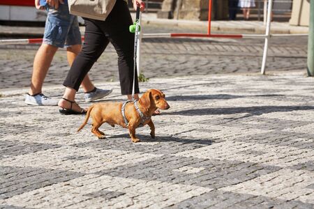 an owner walking a dog on a leash in a city.の写真素材