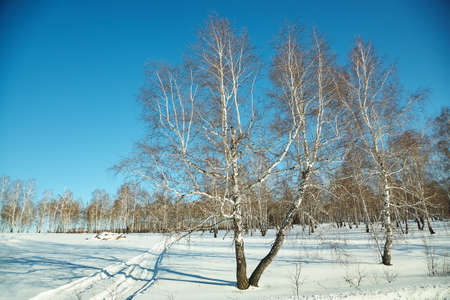 scenic winter landscape background. trees and with snowの写真素材