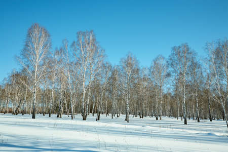 scenic winter landscape background. trees and with snowの写真素材