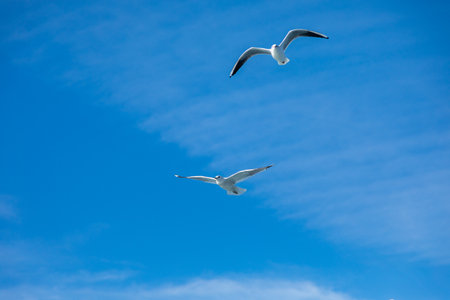 Seagulls fly in the sky with their wings spreadの写真素材