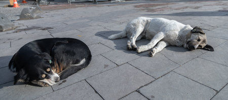Stray dogs lie on the groundの写真素材