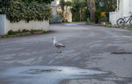 Seagull walking on the streetの写真素材