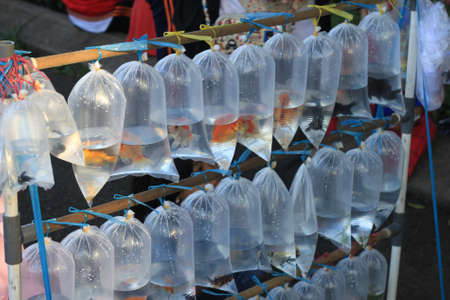 fish in plastic bag transparent sell by street vendor in Indonesia Asia photoの写真素材