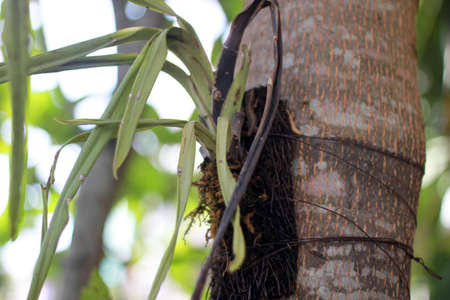 orchid plant leaf dead withered tied in a treeの写真素材