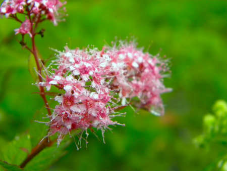 pink flower spiraea Japaneseの写真素材