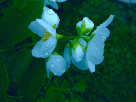Branch of blossoming jasmine flowers. Beautiful summer background. Soft focus