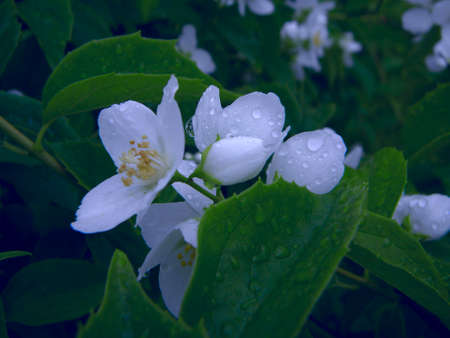 Branch of blossoming jasmine flowers. Beautiful summer background. Soft focusの写真素材