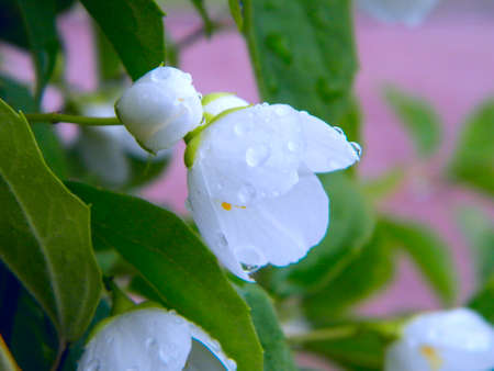 Jasmine flowers macro view. Beautiful summer background. Soft focus, shallow depth of fieldの写真素材