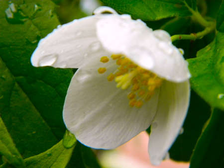 Jasmine flowers macro view. Beautiful summer background. Soft focus, shallow depth of fieldの写真素材