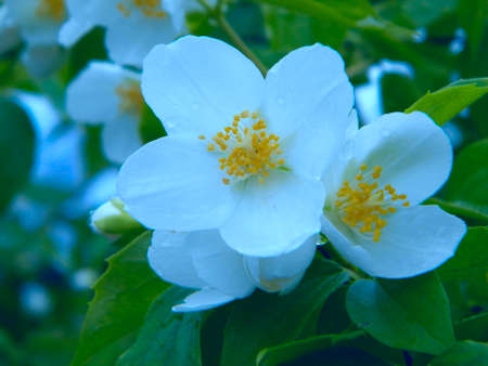 Branch of blossoming jasmine flowers. Beautiful summer background. Soft focusの写真素材