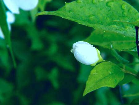 Branch of blossoming jasmine flowers. Beautiful summer background. Soft focusの写真素材