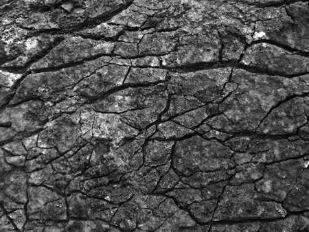 Black and white tree bark macro textureの写真素材