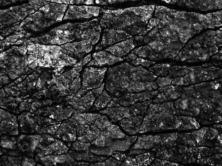 Black and white tree bark macro textureの写真素材