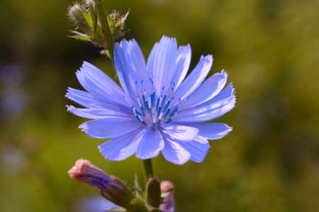 The chicory flower growing on the summerfield.の写真素材