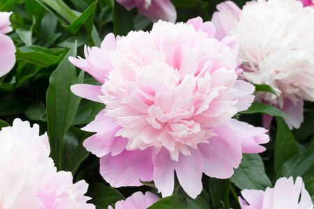 Delicate light pink peony in the garden. Beautiful floral background. Closeup of a peony on the bushesの写真素材