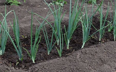 Chives grow in the garden. A watered bed. Slebli leaves and spicy vegetable crops of onionsの写真素材