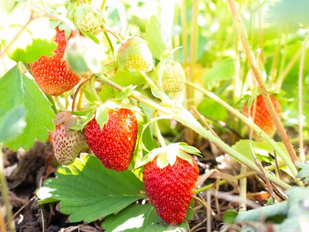 Strawberries are singing in the garden. Strawberry Berry Seasonの写真素材