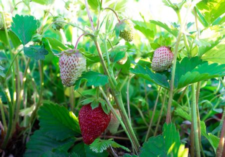 Unripe strawberries in the garden. Red ripe berry. Bush of summer berries.の写真素材