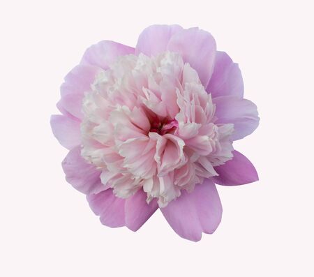 Delicate pink peony isolate.の写真素材