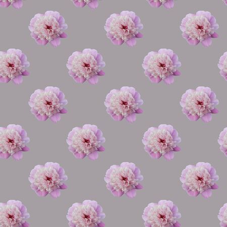 Seamless pattern of pink peonies on a gray background. Flat lay, top view. Peony flower textureの写真素材