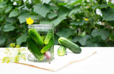 Preservation of cucumbers. Pickles in a glass jar harvesting for the winterの写真素材